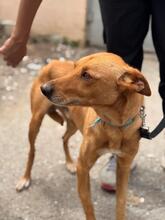 PUMBA, Hund, Podenco in Spanien - Bild 3