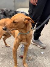 PUMBA, Hund, Podenco in Spanien - Bild 4