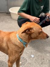 PUMBA, Hund, Podenco in Spanien - Bild 5