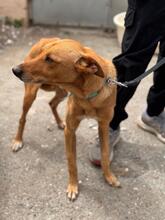 PUMBA, Hund, Podenco in Spanien - Bild 6