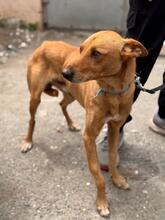 PUMBA, Hund, Podenco in Spanien - Bild 7
