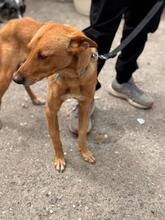 PUMBA, Hund, Podenco in Spanien - Bild 8