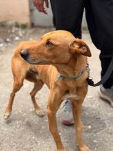 PUMBA, Hund, Podenco in Spanien - Bild 9