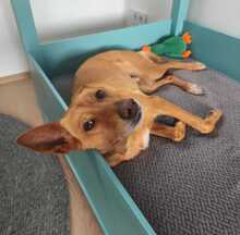 PUMBA, Hund, Podenco in Dortmund
