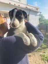 JON, Hund, Podenco-Border Collie-Mix in Spanien - Bild 1