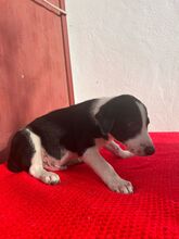 JON, Hund, Podenco-Border Collie-Mix in Spanien - Bild 3