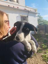 JON, Hund, Podenco-Border Collie-Mix in Spanien - Bild 6