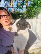 JON, Hund, Podenco-Border Collie-Mix in Spanien - Bild 7