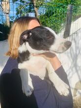 JON, Hund, Podenco-Border Collie-Mix in Spanien - Bild 8