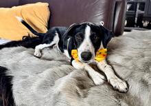 JON, Hund, Podenco-Border Collie-Mix in Solingen