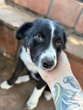 JASMIN, Hund, Border Collie-Mix in Spanien - Bild 1