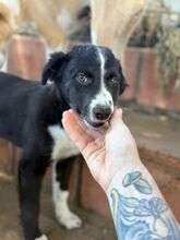 JASMIN, Hund, Border Collie-Mix in Spanien - Bild 2