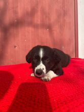 JASMIN, Hund, Border Collie-Mix in Spanien - Bild 3