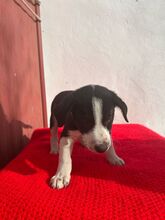JASMIN, Hund, Border Collie-Mix in Spanien - Bild 4