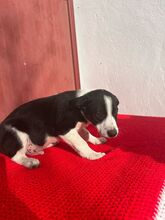 JASMIN, Hund, Border Collie-Mix in Spanien - Bild 6