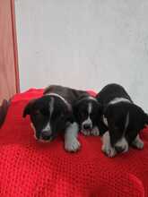 JASMIN, Hund, Border Collie-Mix in Spanien - Bild 7