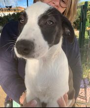 MOMO, Hund, Border Collie-Mix in Spanien - Bild 1