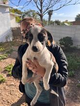 MOMO, Hund, Border Collie-Mix in Spanien - Bild 2