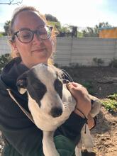 MOMO, Hund, Border Collie-Mix in Spanien - Bild 3