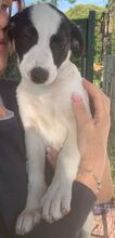 MOMO, Hund, Border Collie-Mix in Spanien - Bild 4