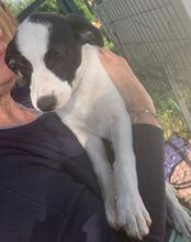 MOMO, Hund, Border Collie-Mix in Spanien - Bild 5