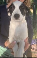 MOMO, Hund, Border Collie-Mix in Spanien - Bild 6