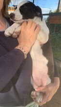 MOMO, Hund, Border Collie-Mix in Spanien - Bild 7