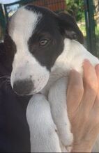 MOMO, Hund, Border Collie-Mix in Spanien - Bild 8