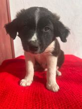 ANTON, Hund, Border Collie-Mix in Spanien - Bild 1