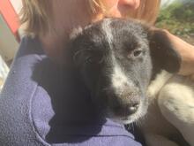 ANTON, Hund, Border Collie-Mix in Spanien - Bild 2