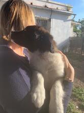 ANTON, Hund, Border Collie-Mix in Spanien - Bild 3