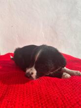 ANTON, Hund, Border Collie-Mix in Spanien - Bild 4