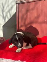 ANTON, Hund, Border Collie-Mix in Spanien - Bild 5