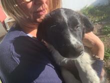 ANTON, Hund, Border Collie-Mix in Spanien - Bild 6
