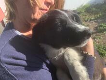ANTON, Hund, Border Collie-Mix in Spanien - Bild 7