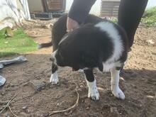 ANTON, Hund, Border Collie-Mix in Spanien - Bild 8