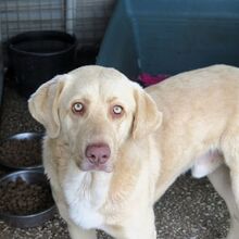 MIO, Hund, Labrador-Mix in Spanien - Bild 1
