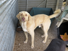 MIO, Hund, Labrador-Mix in Spanien - Bild 2