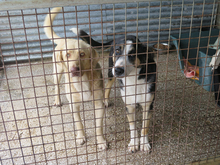 MIO, Hund, Labrador-Mix in Spanien - Bild 3