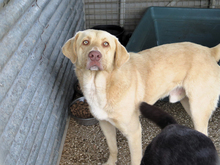 MIO, Hund, Labrador-Mix in Spanien - Bild 4