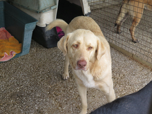 MIO, Hund, Labrador-Mix in Spanien - Bild 5