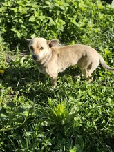 GEORGINA, Hund, Mischlingshund in Rumänien - Bild 1