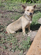 GEORGINA, Hund, Mischlingshund in Rumänien - Bild 2