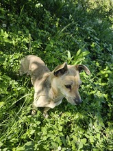 GEORGINA, Hund, Mischlingshund in Rumänien - Bild 3