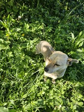 GEORGINA, Hund, Mischlingshund in Rumänien - Bild 4