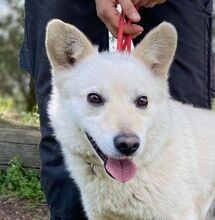 SNOWY, Hund, Spitz-Mix in Slowakische Republik - Bild 1