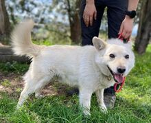 SNOWY, Hund, Spitz-Mix in Slowakische Republik - Bild 2