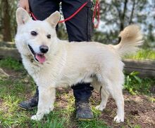 SNOWY, Hund, Spitz-Mix in Slowakische Republik - Bild 3