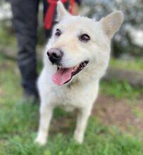 SNOWY, Hund, Spitz-Mix in Slowakische Republik - Bild 4
