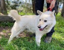 SNOWY, Hund, Spitz-Mix in Slowakische Republik - Bild 5